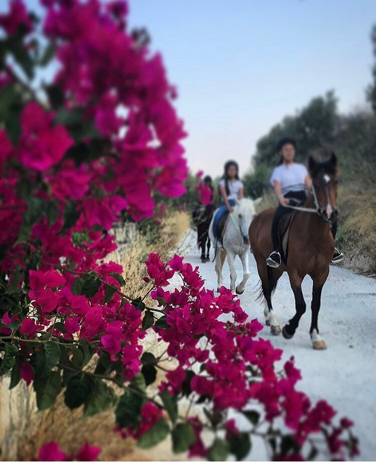 Horse riding adventure in the Cretan Nature ( 2 Hours )