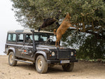 Load image into Gallery viewer, Land Rover Safari
